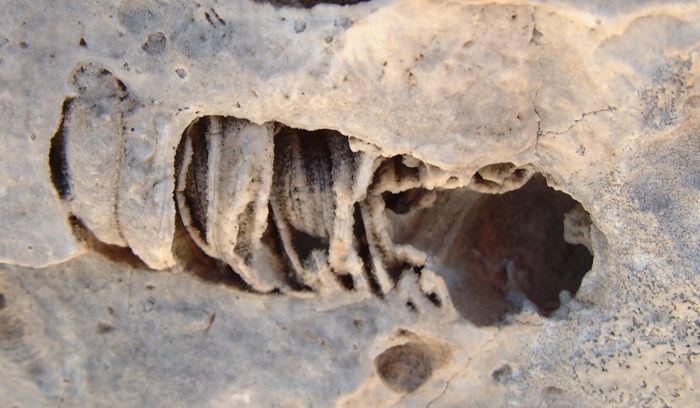 Impronte di fossili